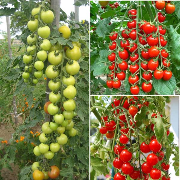 Hạt giống cà chua siêu trái
