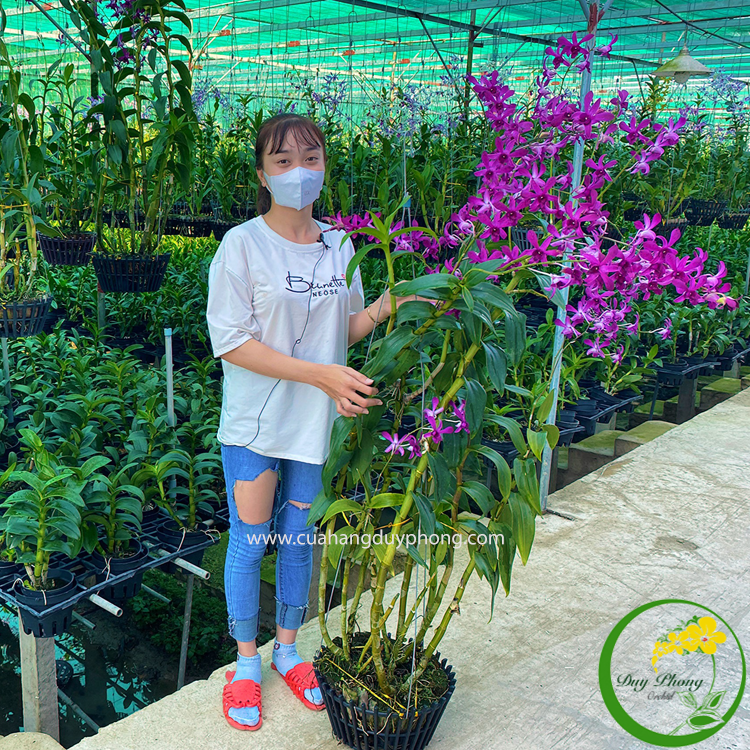 DENDRO NẮNG - C RED | Bán Nguyên Cậu, Cây Tơ Cao Đẹp Nhiều Thân, Màu Hoa Đỏ Rực