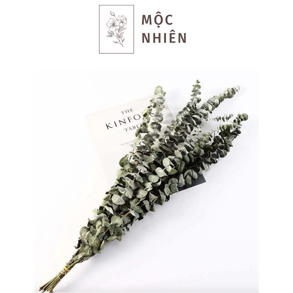 Bạch đàn lá tròn khô - khuynh điệp khô trang trí - lá táo eucalyptus - phụ kiện hoa khô - hoa trang trí