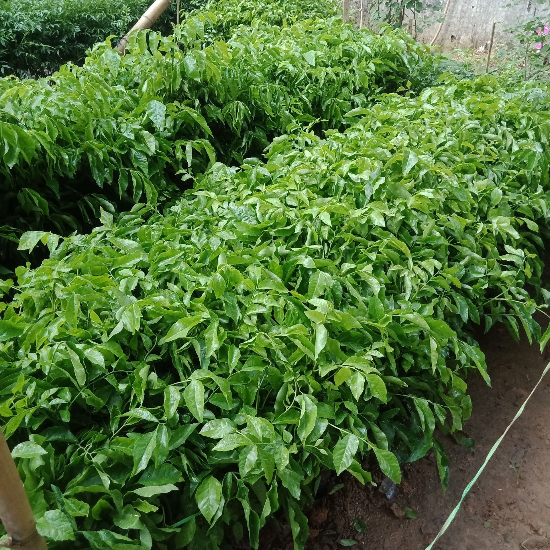 Giống cây quất hồng bì, cây cao 50-60cm