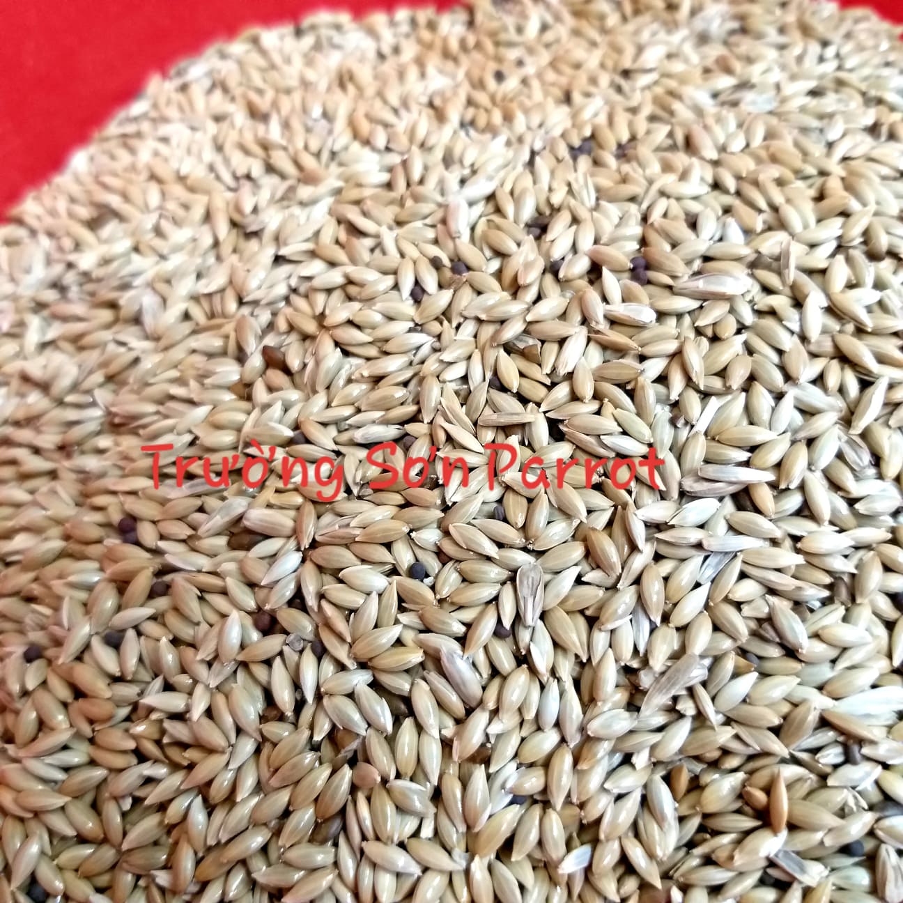 HẠT LÁNG DÀI, LÁNG YẾN CHO VẸT, HAMSTER, SÓC, GÀ, CHIM CU... gói 500g