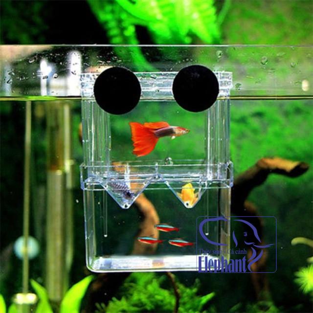 Lồng ép đẻ cho cá cảnh guppy, dưỡng cá cảnh betta, cá bệnh, vui lòng xem kỹ mô tả sản phẩm
