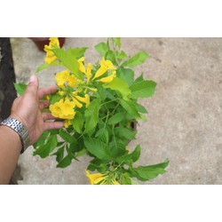 Cây hoa Hoàng Yến