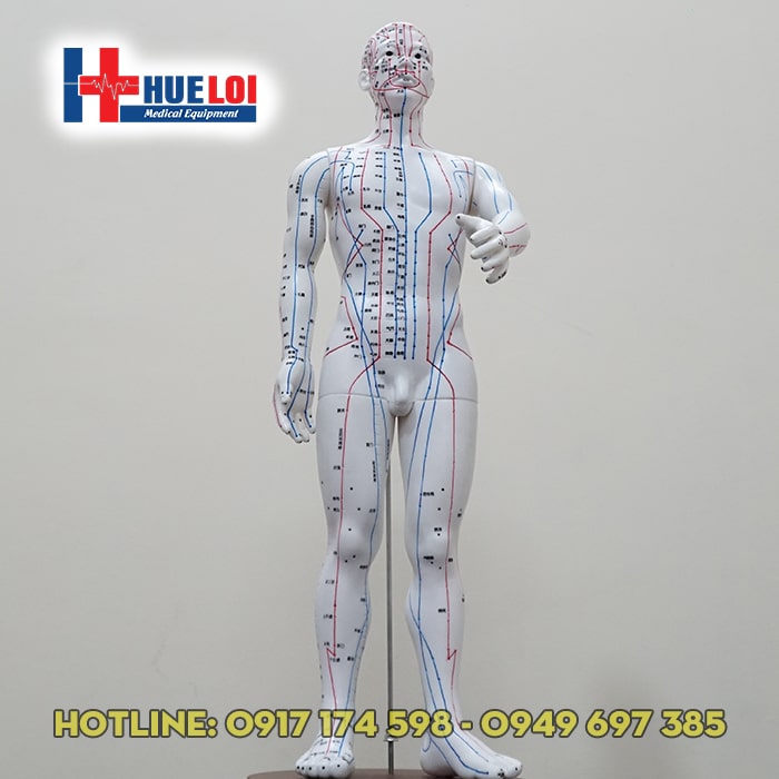 Mô hình huyệt vị người nam