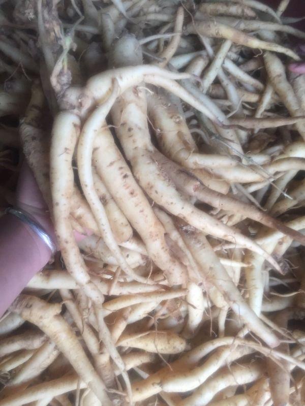 Đẳng sâm rừng 1kg