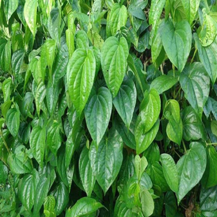 Combo 2 CÂY LÁ TRẦU KHÔNG, cây gửi đi đảm bảo chất lượng