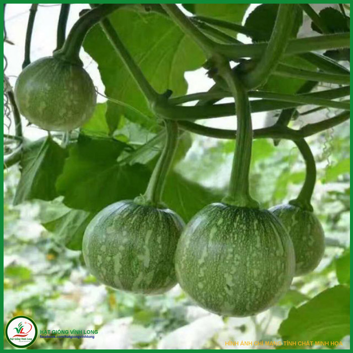 Hạt giống bí tròn ăn non rd 131 - 5 hạt