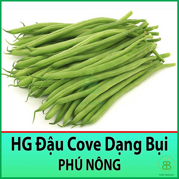 10GR Hạt Giống Đậu Cove Bụi Lùn Sai Trái, Dễ Trồng