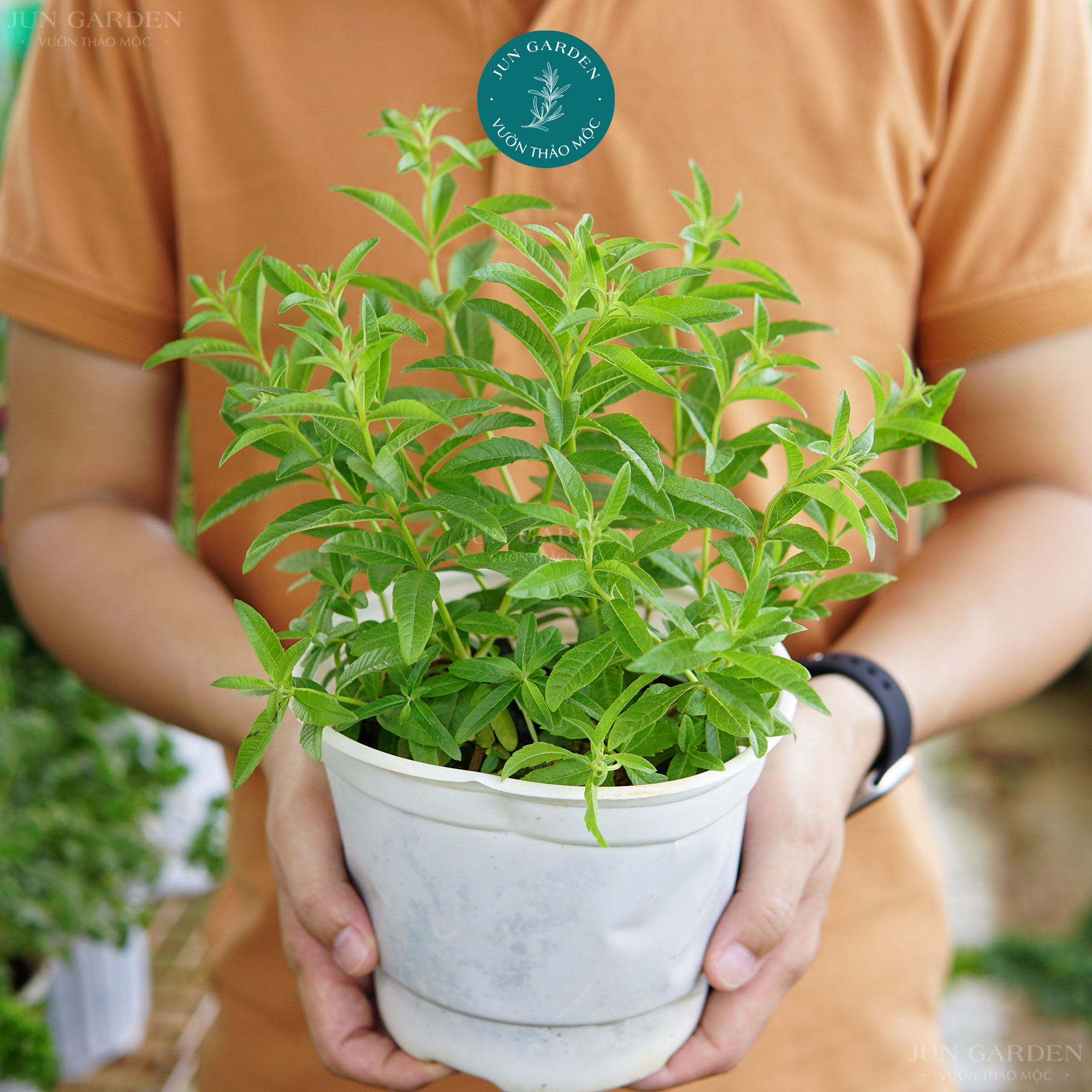 Cây giống sả chanh pháp jun garden cây đuổi muỗi tốt mùi chanh sả