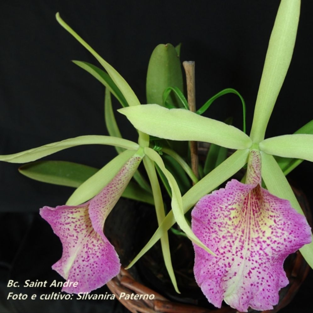 Brassavolacattleya Saint andre chậu trưởng thành to khỏe nhiều thân có thể cho hoa.