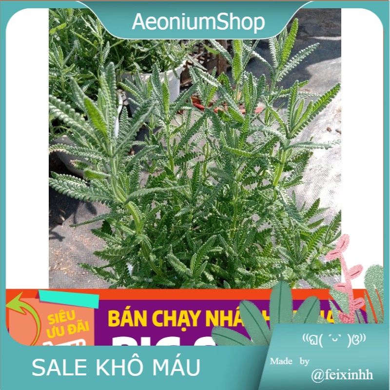 Cây Hoa Oải Hương Lavender Chậu Lớn