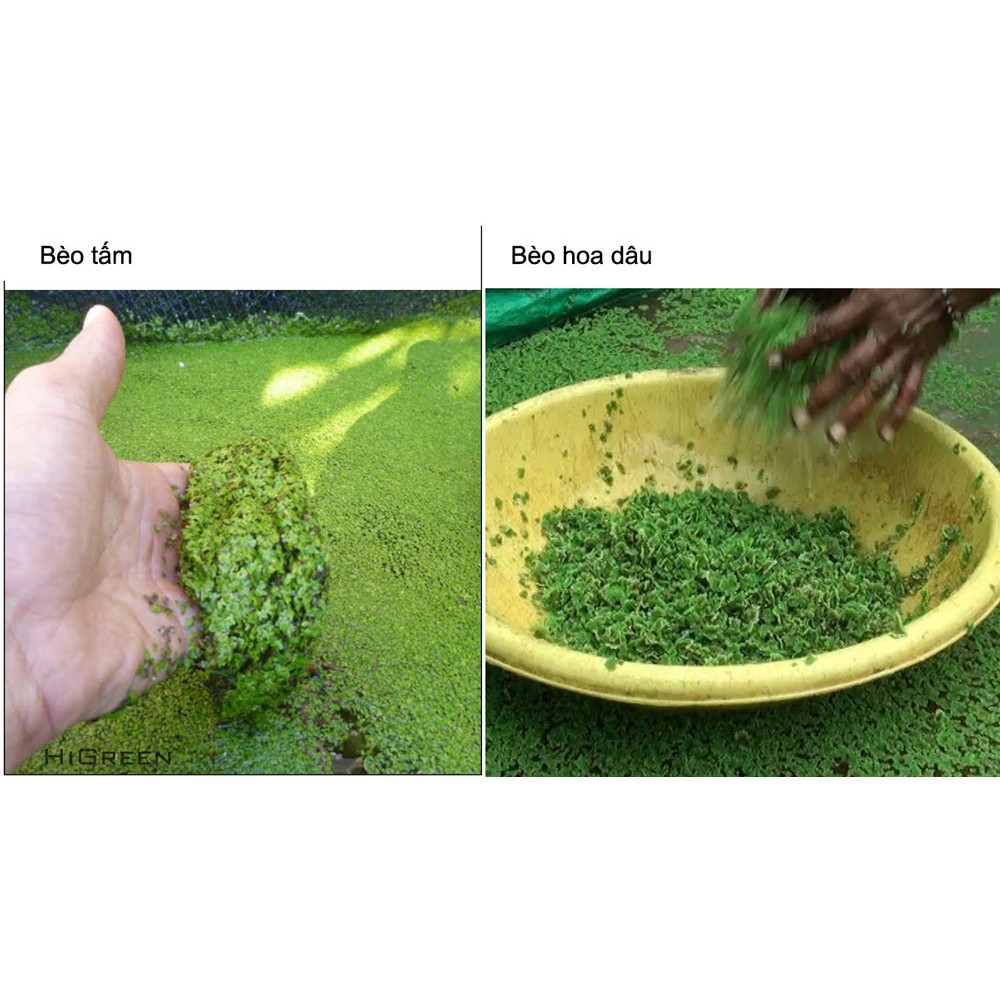 Bèo Hoa Dâu - Thuỷ Sinh (100g)