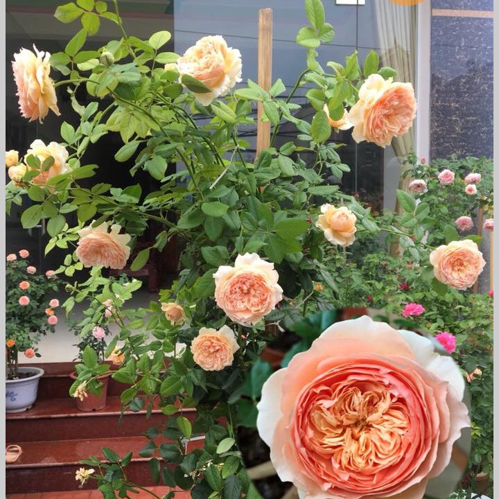 Cây hoa hồng Juliet-Hàng giâm cành nguyên bản từ cây mẹ