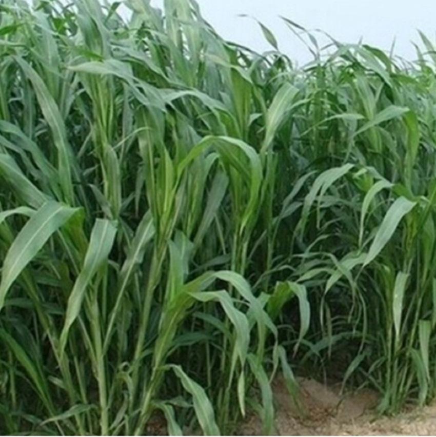 Hạt giống Cỏ Voi - Gói 20g