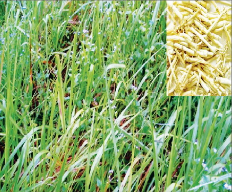 Rễ cỏ tranh phơi khô 1 ký