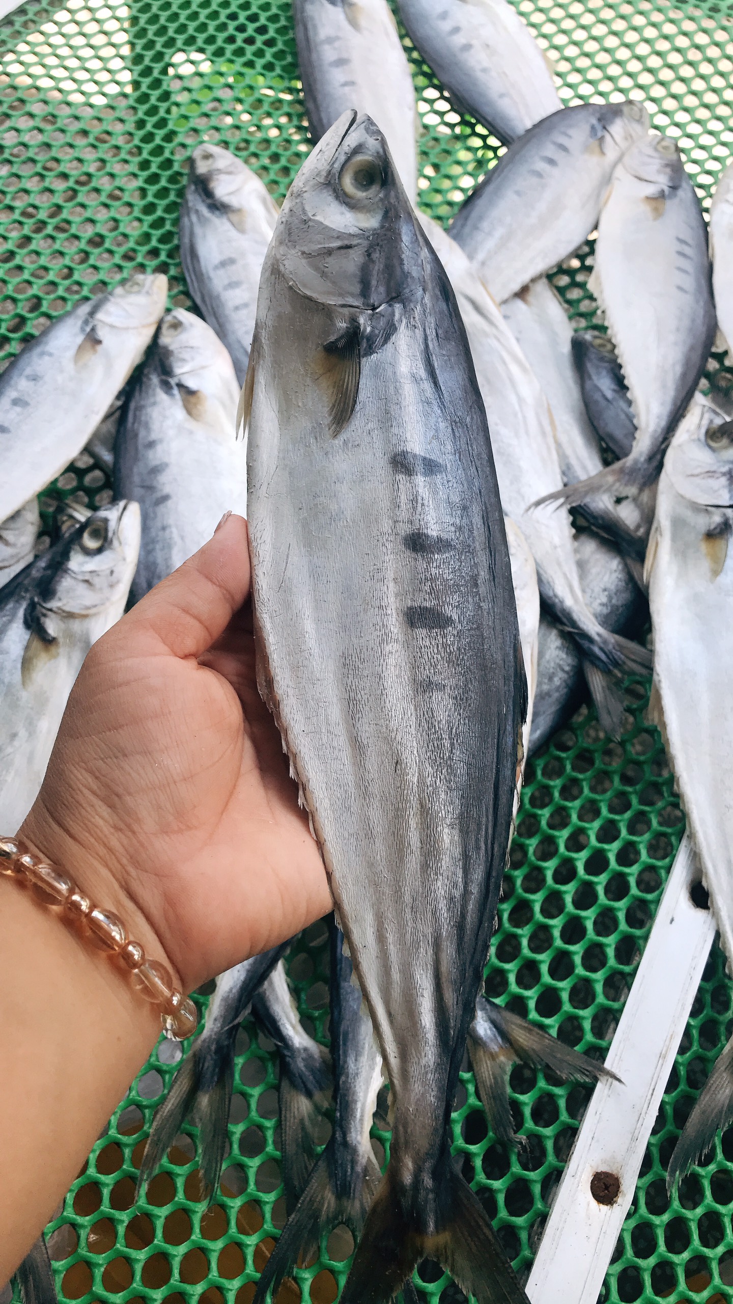 1kg Khô cá thu bè Phú Quốc- mặn, béo, thơm ngon