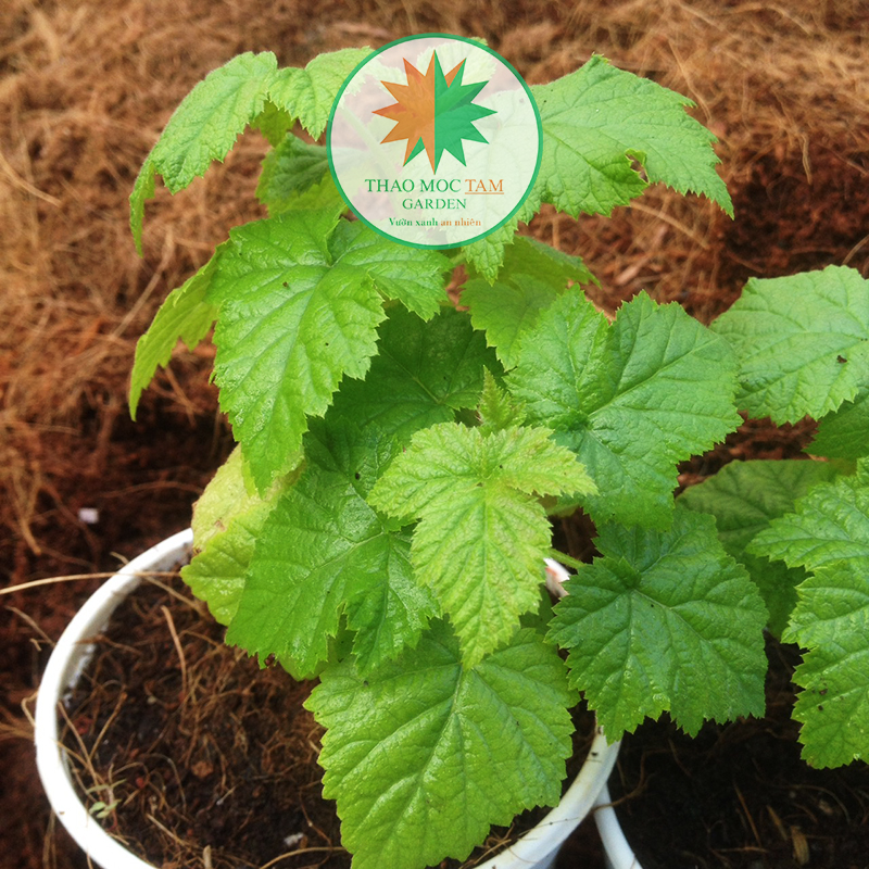 Cây Phúc Bồn Tử đỏ - Cây đã trồng ổn định