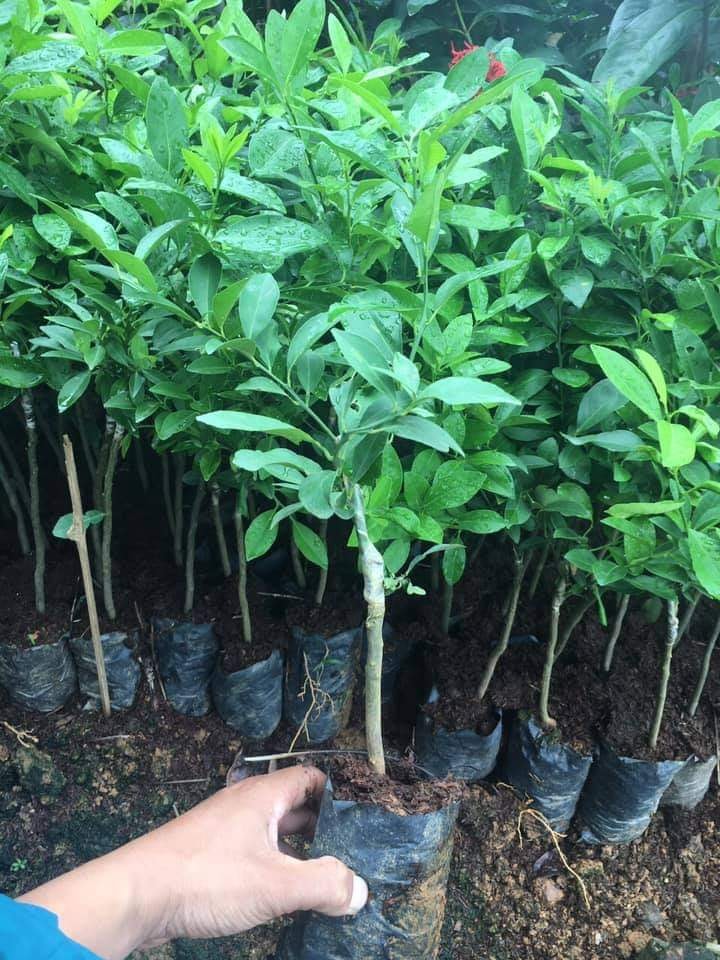 Cây chanh tứ quý sẵn quả, cây đẹp cam kết quả trên cây