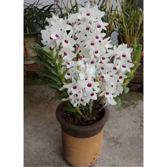 🍀hàng đẹp🍀hoa lan ý ngọc hoa nở tết