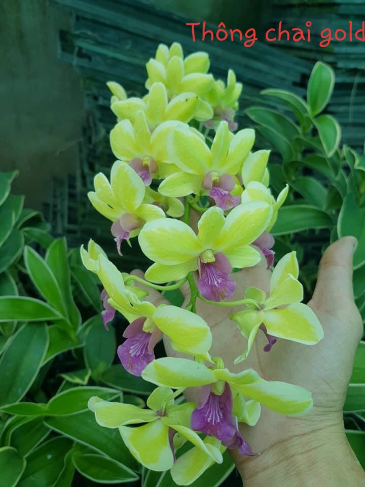 Den chớp Thongchai Gold