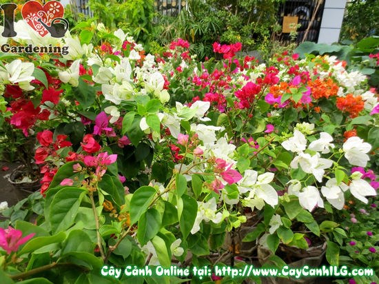 Cây hoa giấy đủ màu bầu nhỏ