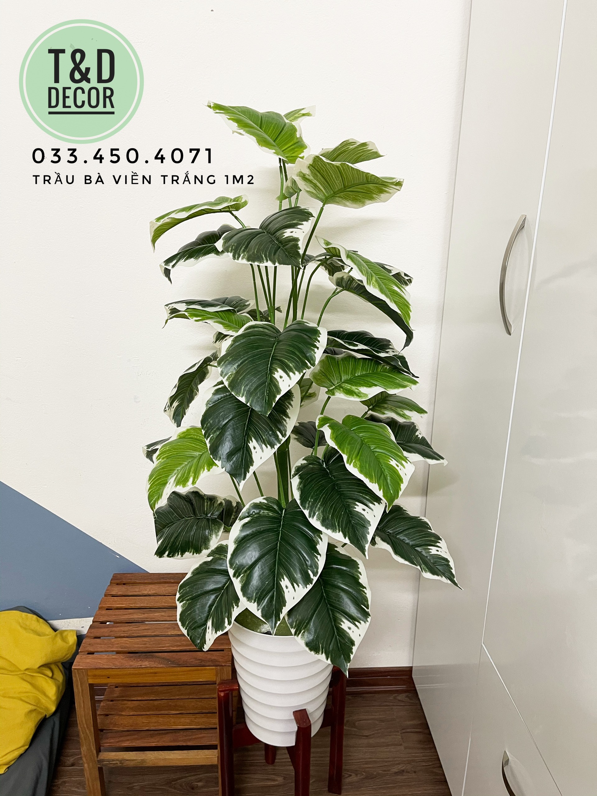 Cây giả - cây trầu bà viền trắng cao 1m2 trang trí nhà cửa