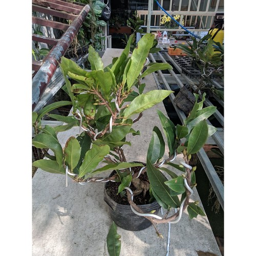 Mai vàng đại lộc bonsai 24 cánh đang nụ - ql86al