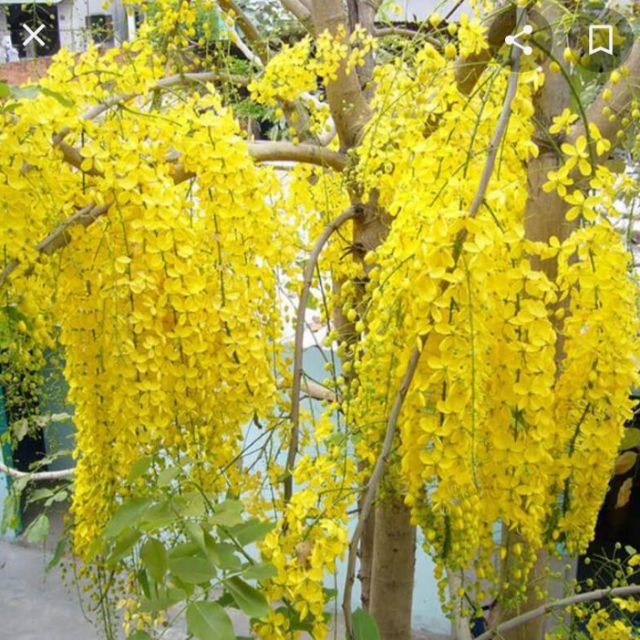 Hoa muồng hoàng yến - cây osaka vàng loại 01