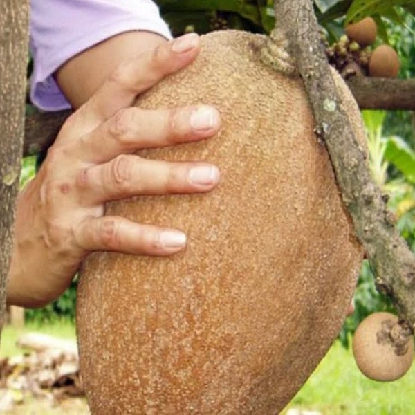 Cây giống hồng xiêm  ruột đỏ Thái Lan cho quả Siêu to khổng lồ - C058