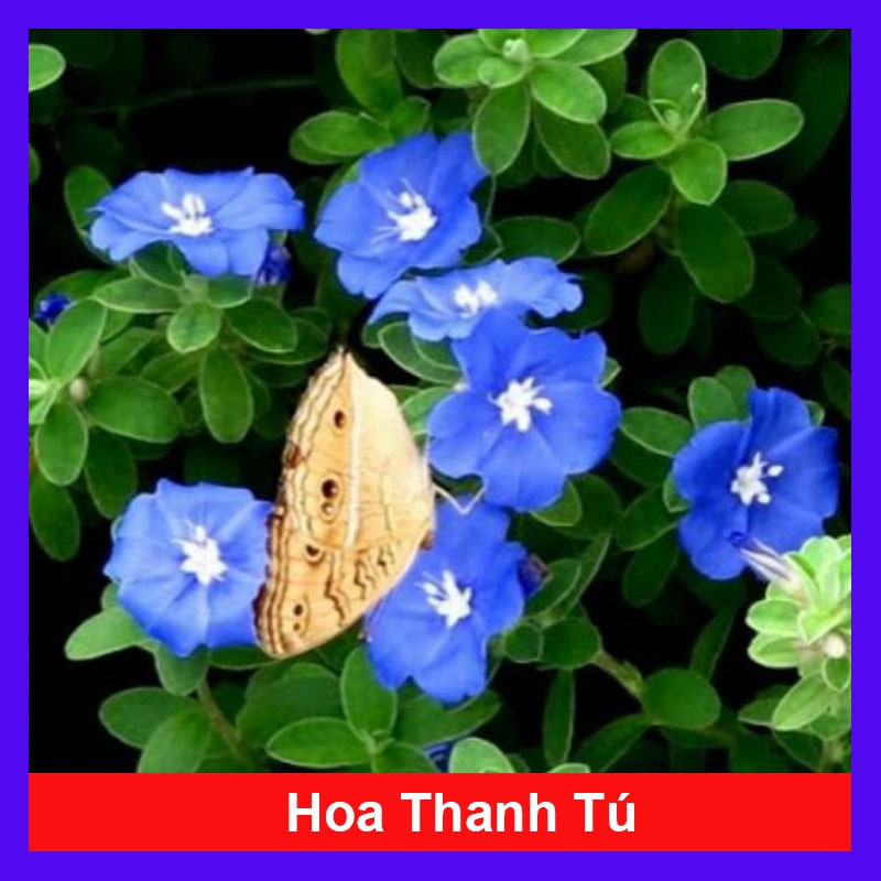 Hoa Thanh Tú - Cây cảnh sân vườn - cây cảnh mini mau lớn- caykiengsadec