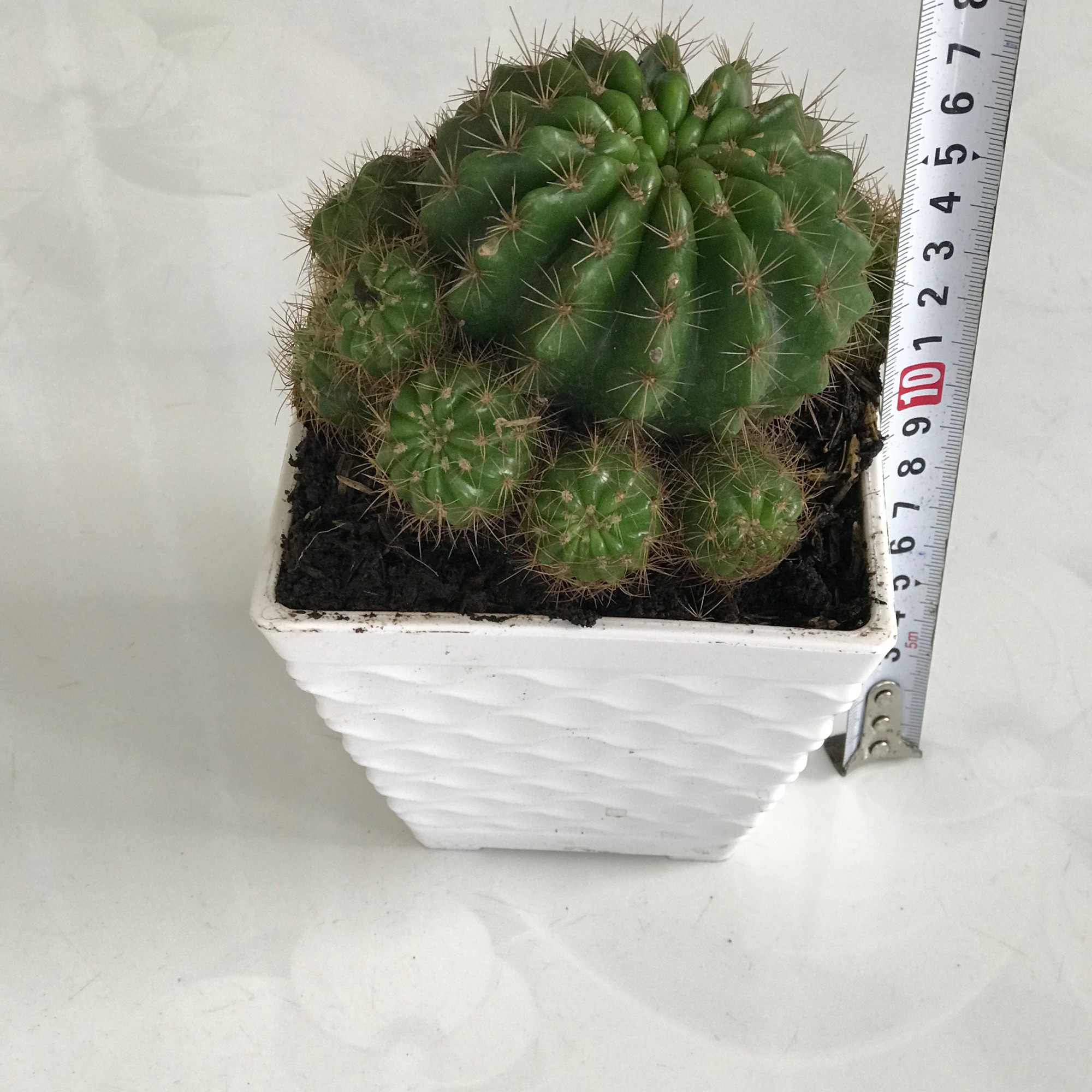 Xương rồng chậu y hình + tặng phân bón cho cây mau lớn