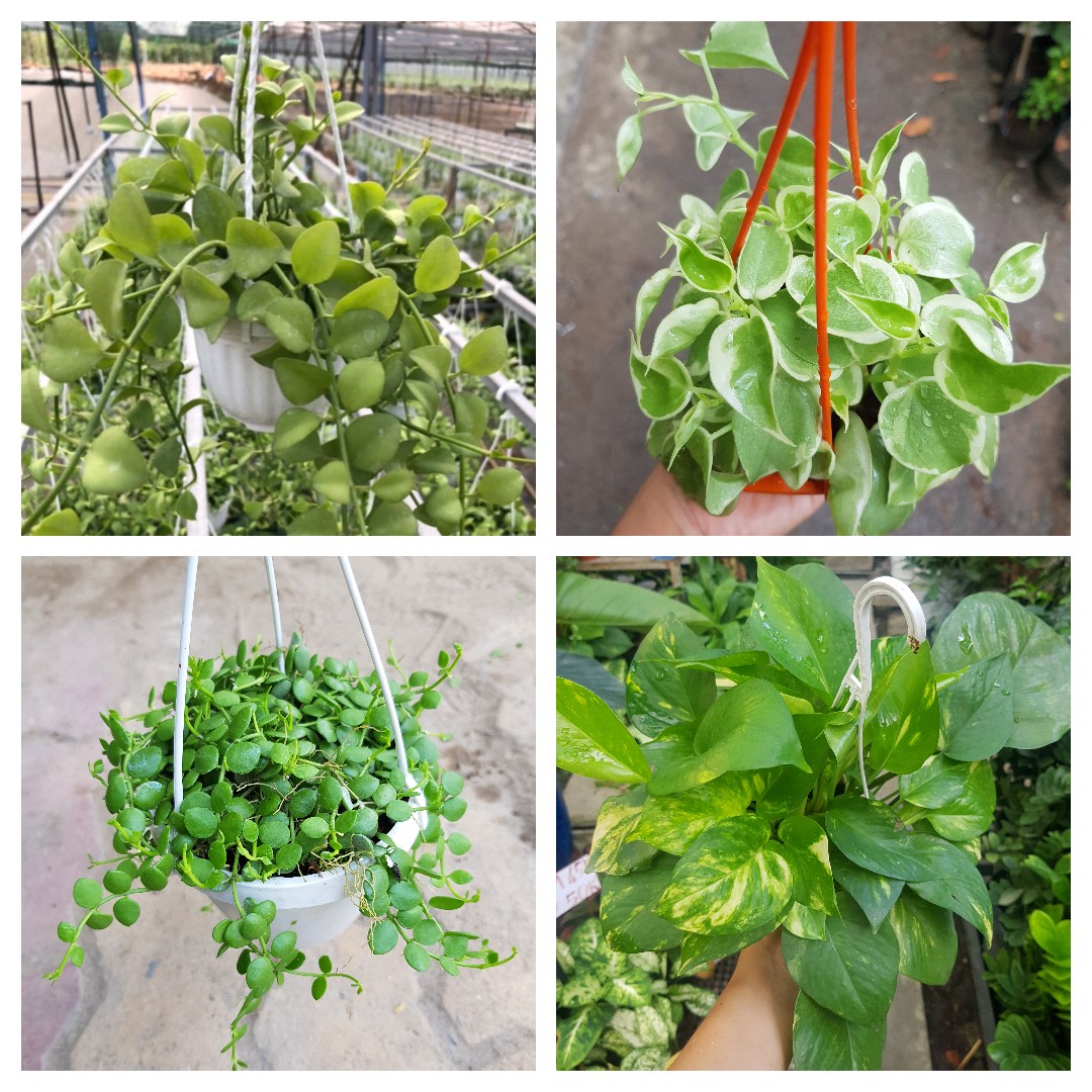 Cây trầu bà mini treo cửa sổ lớp học decor ban công hoặc để bàn trang trí quán cà phê Minh Hân Garden