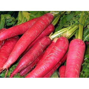 400h - hạt giống cà rốt đỏ