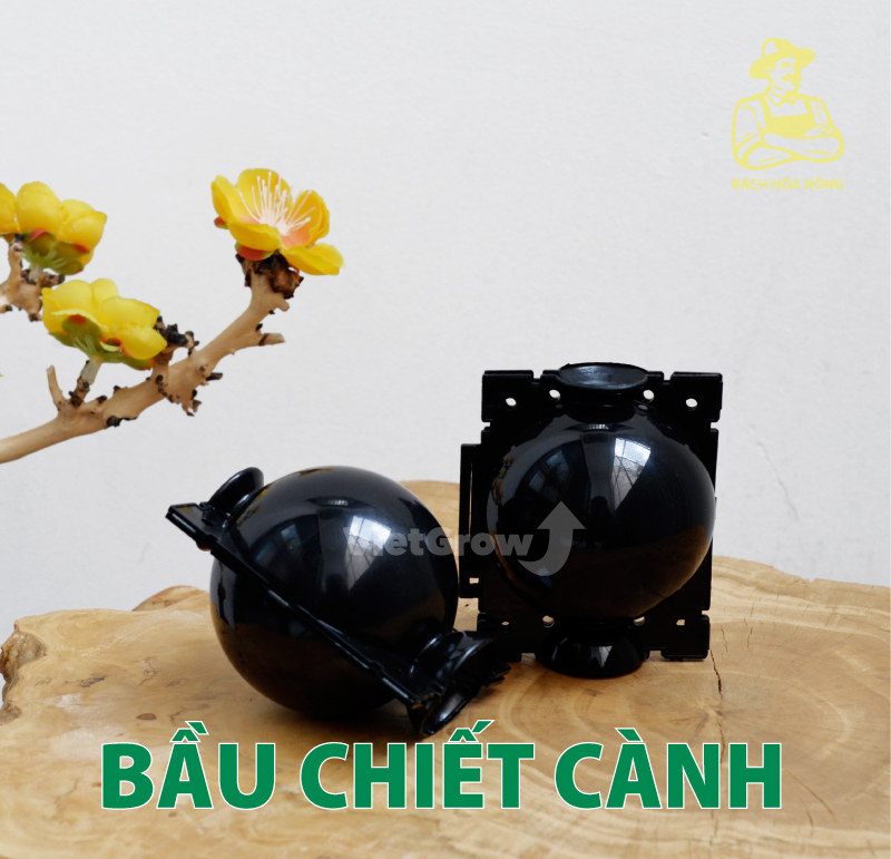 [HCM]Combo 8 Bầu chiết cành Croco - Size S (5cm), Màu Đen