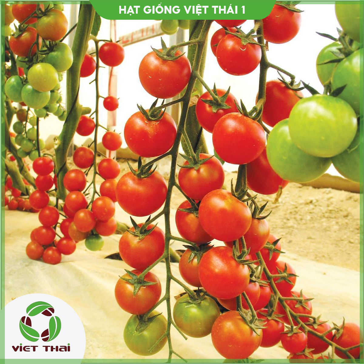 Hạt giống cà chua bi trái nhỏ tròn tn - hgvt1