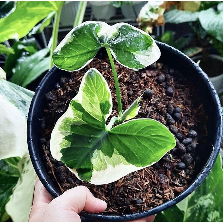 - Chậu cây Alocasia Mickey Mouse