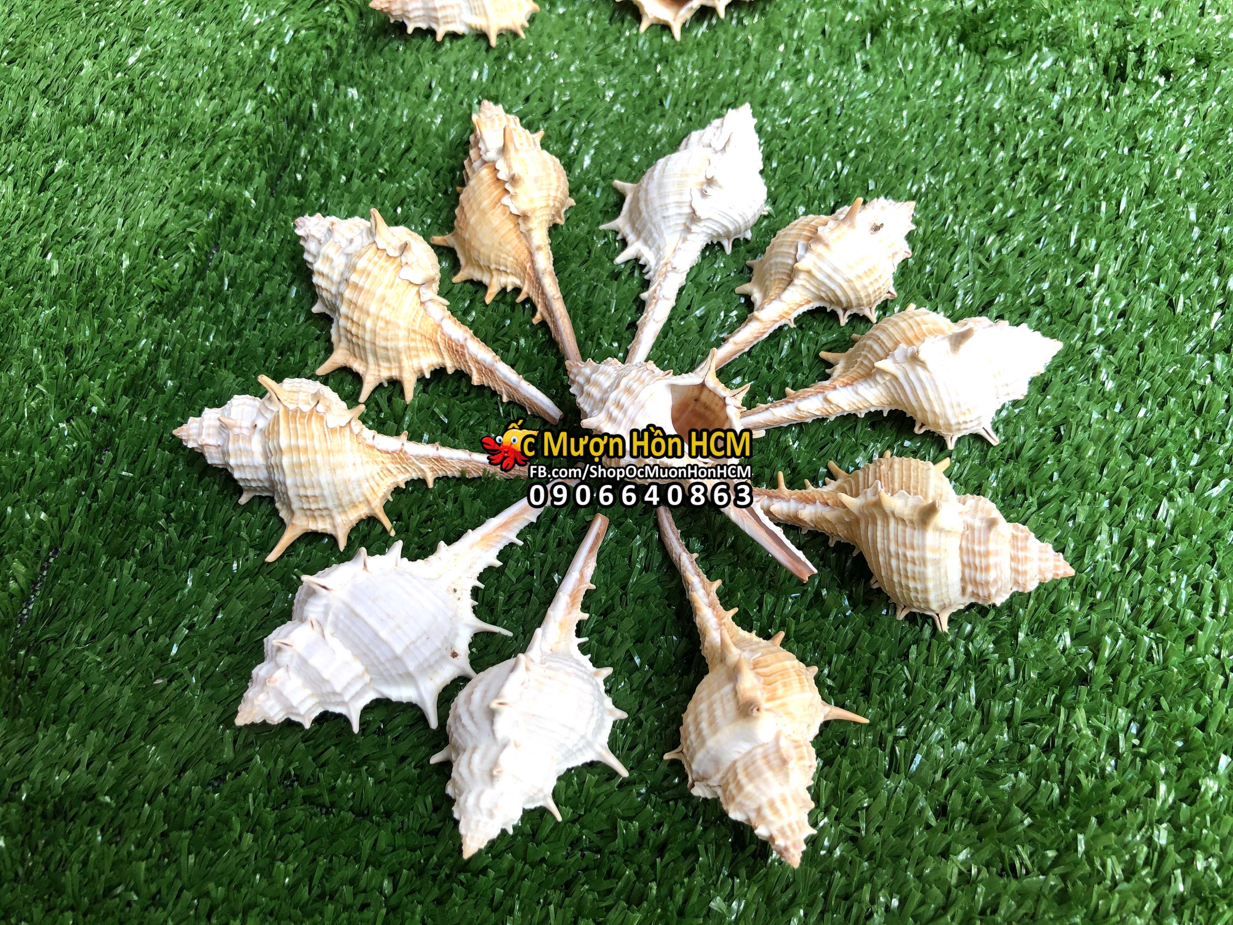 [HCM] Combo 2 vỏ size S - Quà tặng từ Biển - Vỏ Ốc Gai - Vỏ Ốc Trang Trí - Vỏ Ốc Mượn Hồn - Vỏ Ốc Biển Tự Nhiên