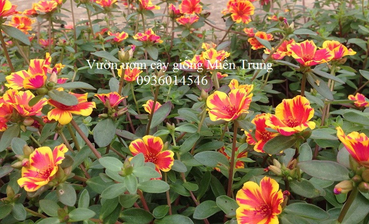 Hoa Sam (Kg), Hoa Sam kép, đủ màu - SALE OFF