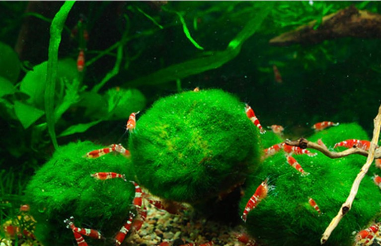 1 Viên tảo cầu may mắn Mossball