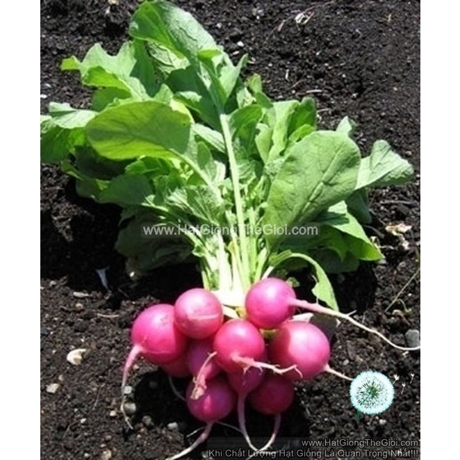 100GR 9K.HẠT Hạt Giống Củ Cải Hồng Dễ Trồng TG178 (| C30*W64) (nông sản bazan ognic ) Giá 255,000 Đồng*Miễn phí vận chuyển