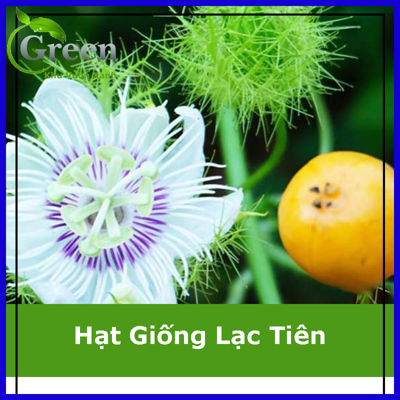 Hạt giống cây chùm bao lạc tiên