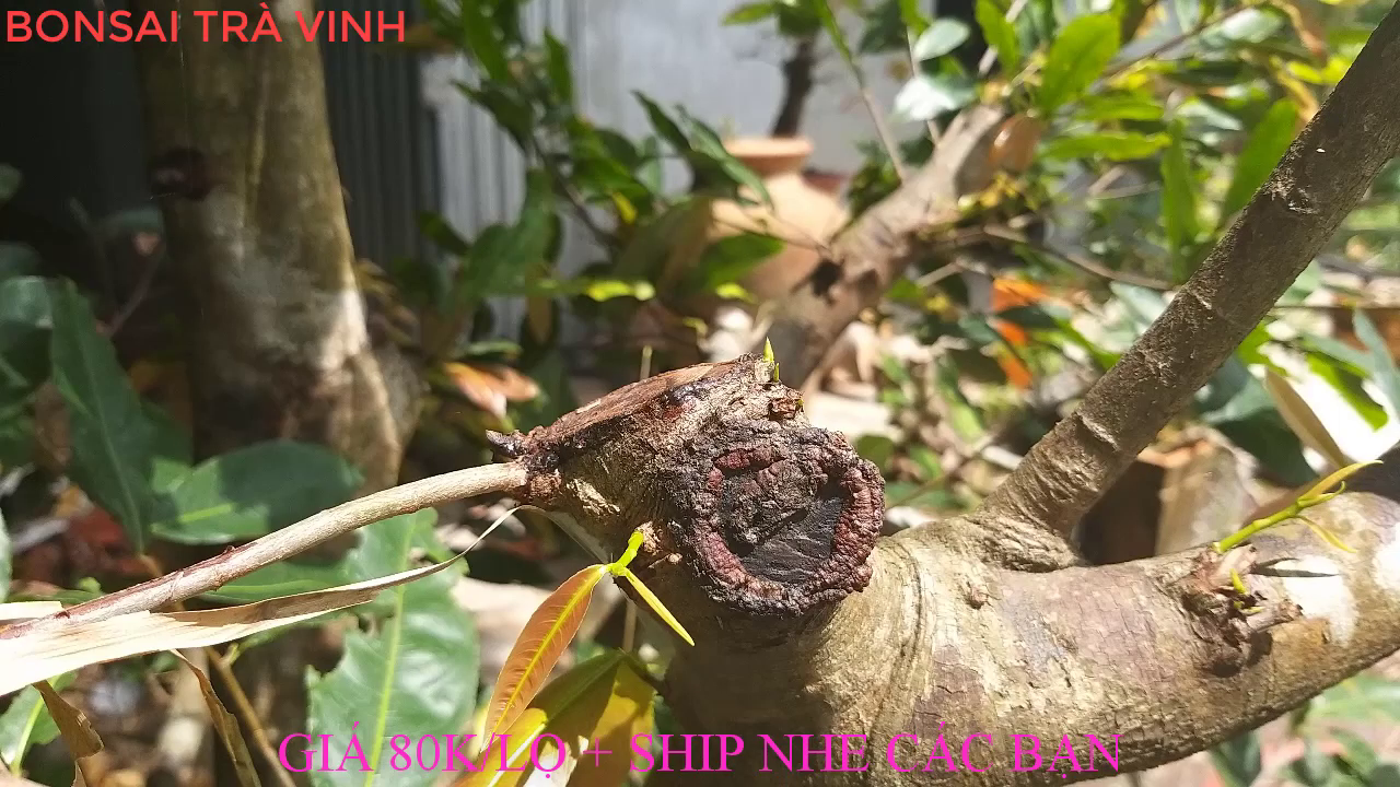 KEO BÔI CÂY CẢNH CHÁNH LÂM, KEO LIỀN DA CÂY CHÁNH LÂM, KEO LIỀN SẸO CÂY CHÁNH LÂM 130GR