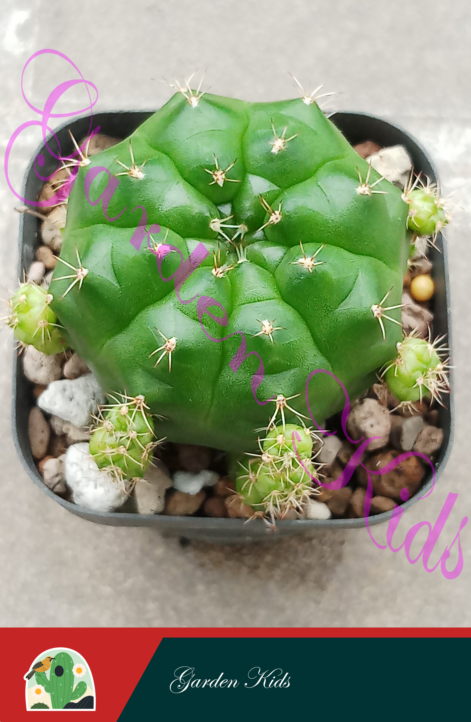 Xương rồng Gymnocalycium Damsii