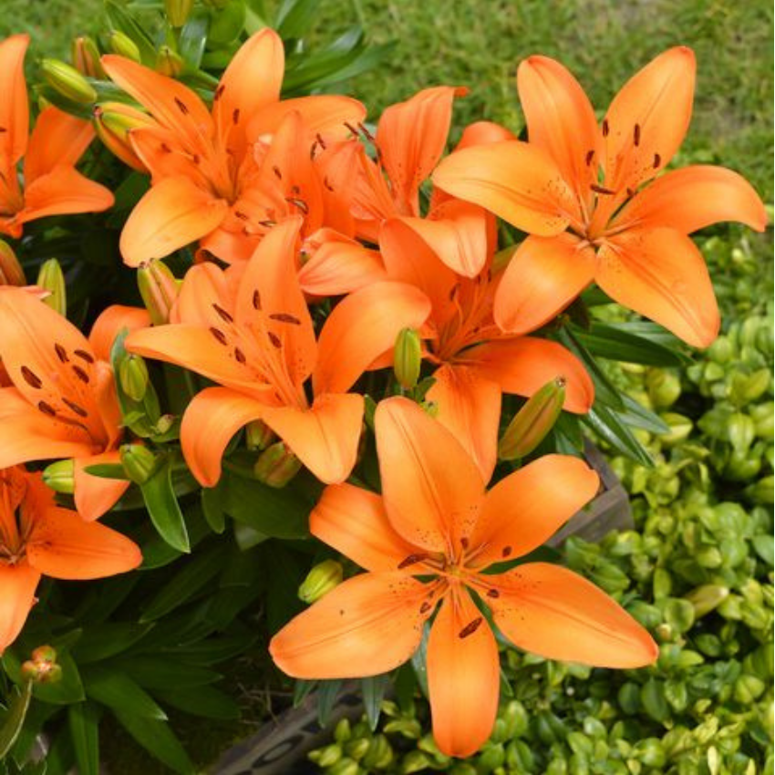 [SIÊU RỰC RỠ]CỦ HOA LY MÀU CAM, Củ hoa lily, Củ Ly không thơm, Củ ly Hà Lan + Kèm hướng dẫn đầy đủ + 100% củ đã ươm mầm