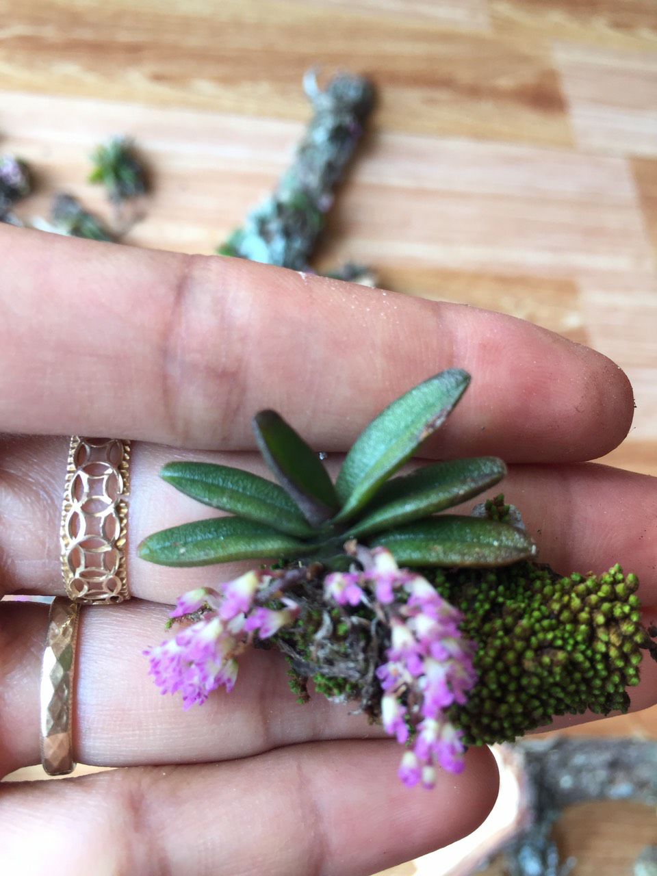 combo 10 cây trứng bướm  giá chỉ 199k