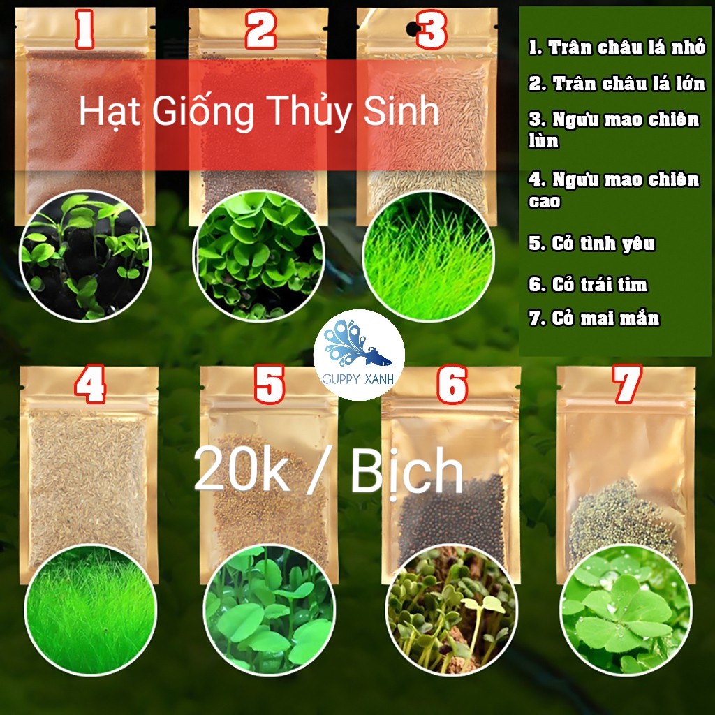 Hạt Giống Cây Thủy Sinh (Trân Châu Ngọc Trai Ngưu Mao Chiên Cỏ Tình Yêu Cỏ May Mắn) - Guppy Xanh  Cỏ May Mắn