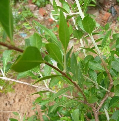 Cây mọi lựu (thuoc moi) phơi khô 1 ký