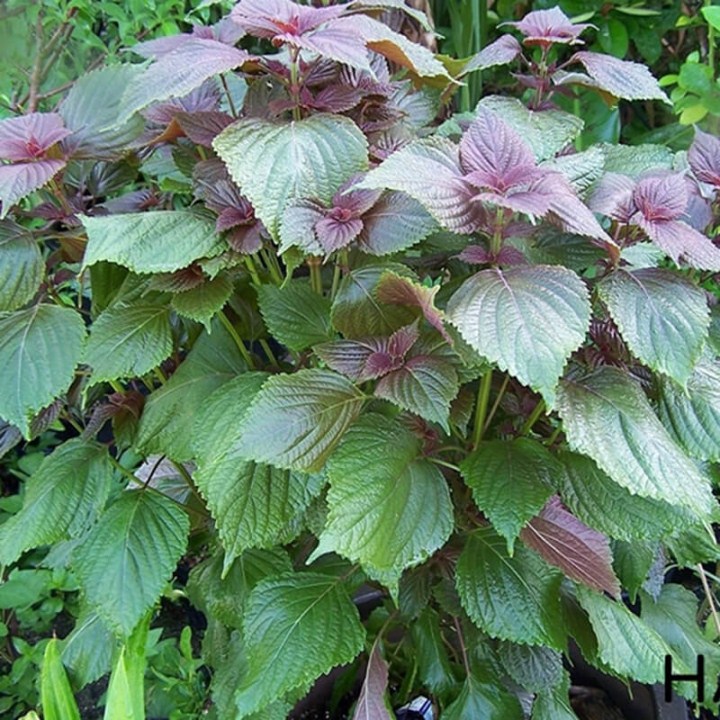 hạt giống rau tía tô gói 200 hạt mua từ 50k tặng 2 sản phẩm