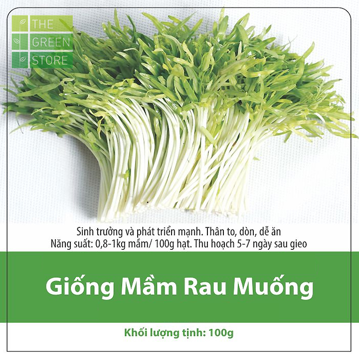 Hạt giống mầm rau muống 100g