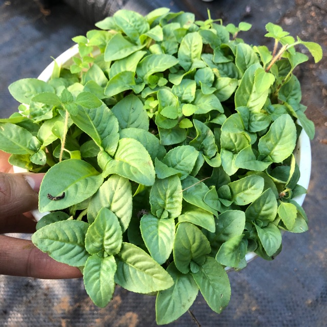 Chậu Cây Quế Vị ( 12cm) (hot)